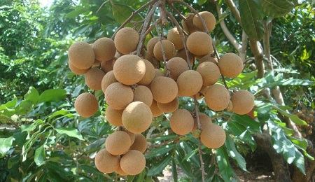 商会与莆田西埔口村委会达成推广合作